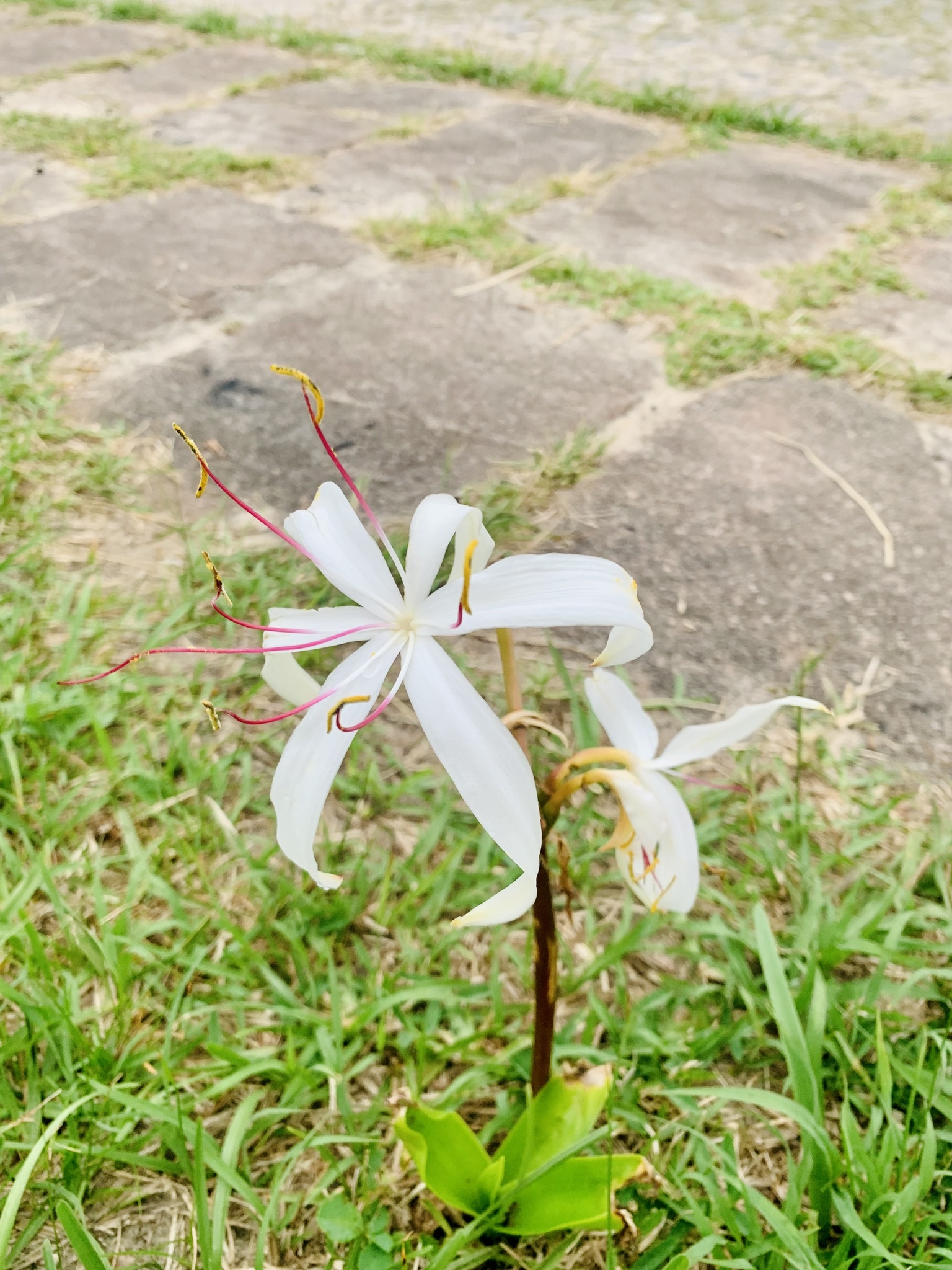 Crinum americanum