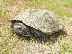 Mauremys rivulata