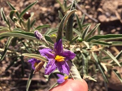Solanum coactiliferum