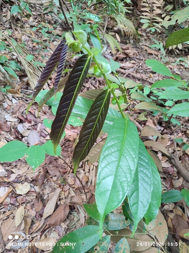 Aporosa benthamiana observed 2026-01-24