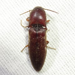 Elaterini