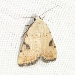 Micrathetis costiplaga