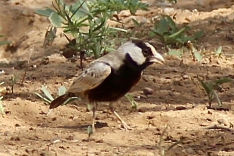 Black-crowned Sparrow-Lark (Eremopterix nigriceps), photo 1