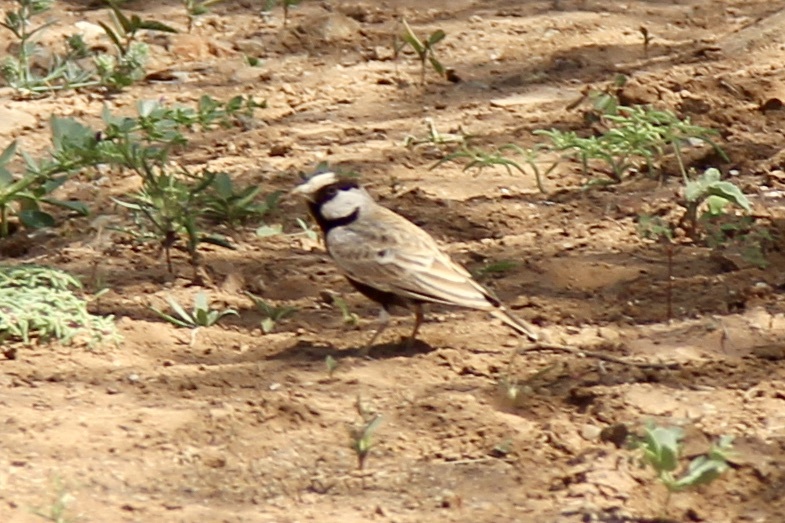 Black-crowned Sparrow-Lark (Eremopterix nigriceps), photo 2