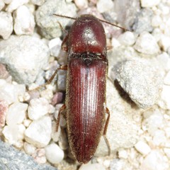 Elaterini