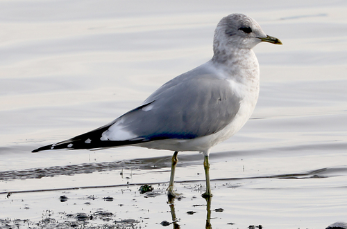 Short-billed Gull (Larus brachyrhynchus), photo 7