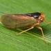 Jikradia - Photo (c) skitterbug, algunos derechos reservados (CC BY), subido por skitterbug