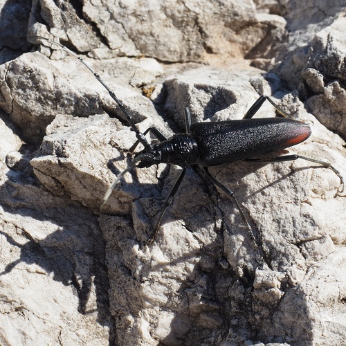Great capricorn beetle, photo 5 of 10