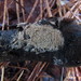 Dacryobolus sudans - Photo (c) maricel patino, algunos derechos reservados (CC BY-NC), subido por maricel patino