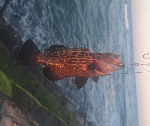 Black gouper (Mycteroperca bonaci) — Serranidae — 3