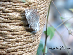 Hamadryas glauconome grisea