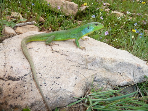 Medium Lizard