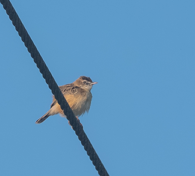 Zitting Cisticola (Cisticola juncidis), photo 8