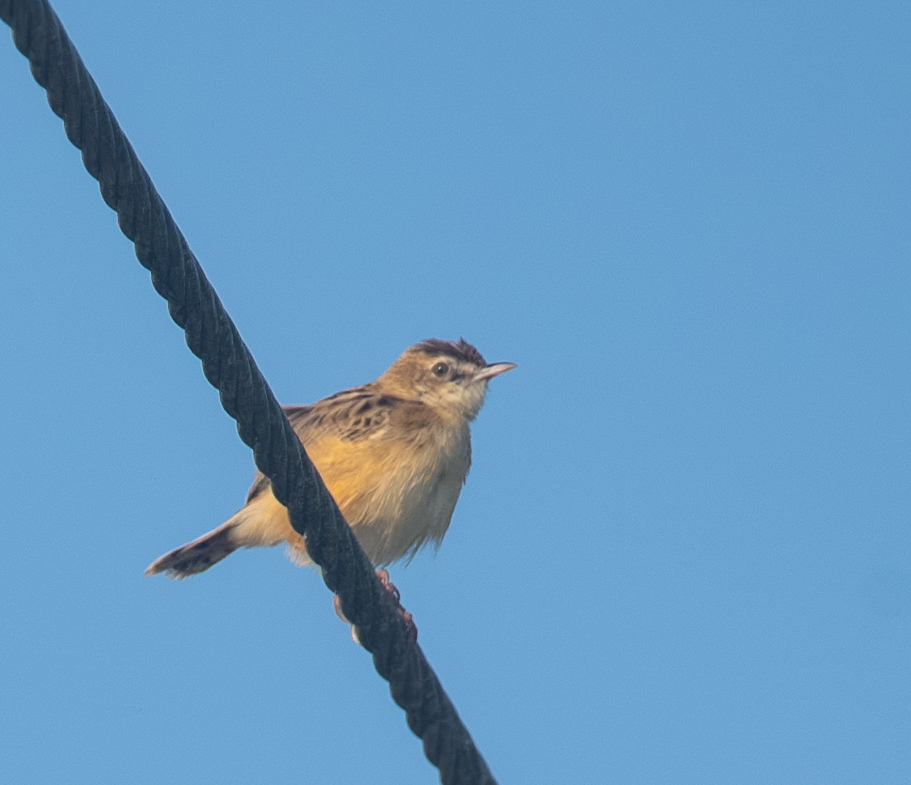 Zitting Cisticola (Cisticola juncidis), photo 9