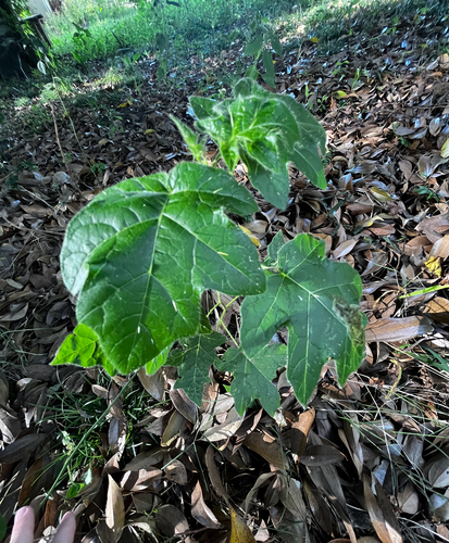Foto de jurubeba