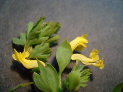 Corydalis flavula