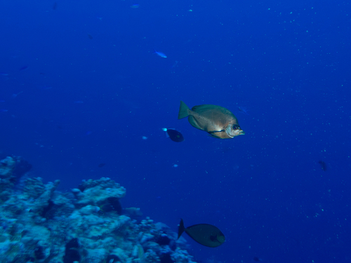 Hemitaurichthys thompsoni observed 2025-08-23