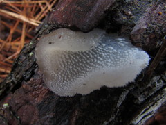 Pseudohydnum gelatinosum