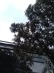 Bocconia arborea