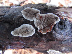Stereum sanguinolentum