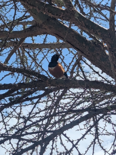 Superb Starling (Lamprotornis superbus), photo 8