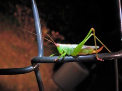 Orchelimum silvaticum