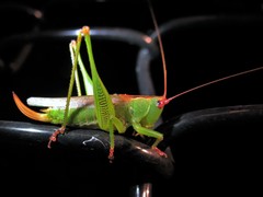 Orchelimum silvaticum