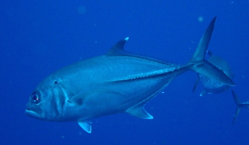 Bigeye trevally (Caranx sexfasciatus) — Carangidae — 5
