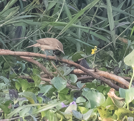 Clamorous Reed Warbler (Acrocephalus stentoreus), photo 9