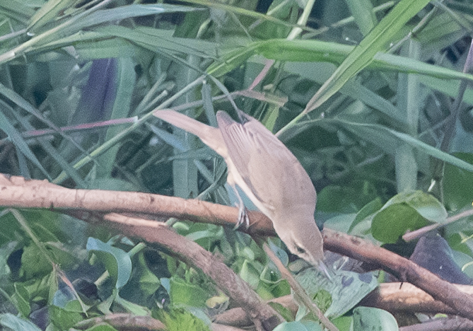 Clamorous Reed Warbler (Acrocephalus stentoreus), photo 10