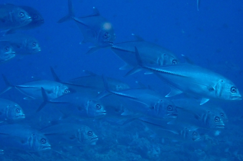 Bigeye Jack, Bigeye trevally (Caranx sexfasciatus)
