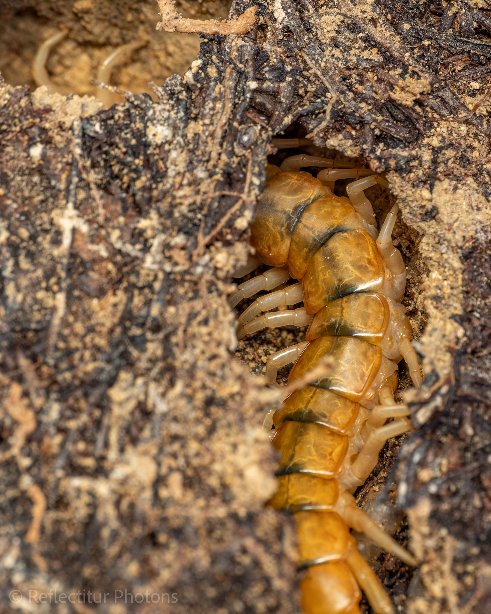 Scolopendra cingulata Latreille, 1829