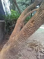 Bocconia arborea