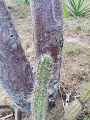 Acanthocereus oaxacensis