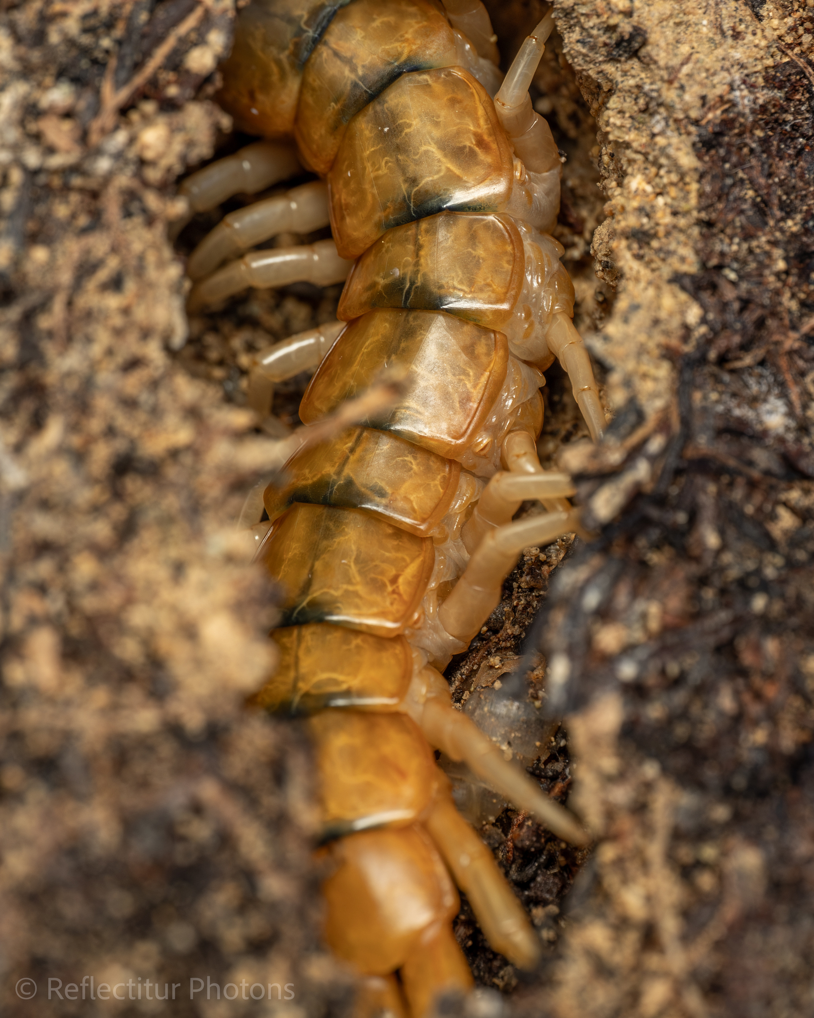 Scolopendra cingulata Latreille, 1829
