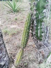 Acanthocereus oaxacensis