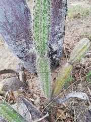 Acanthocereus oaxacensis
