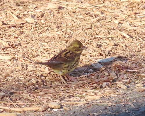 Masked Bunting (Emberiza personata), photo 4