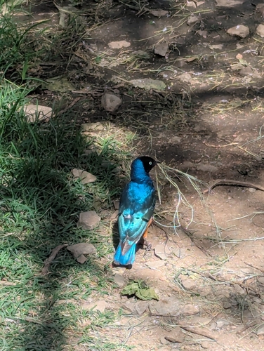 Superb Starling (Lamprotornis superbus), photo 1