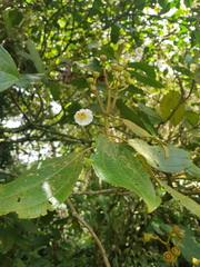 Miconia conomacrantha