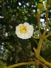 Miconia conomacrantha