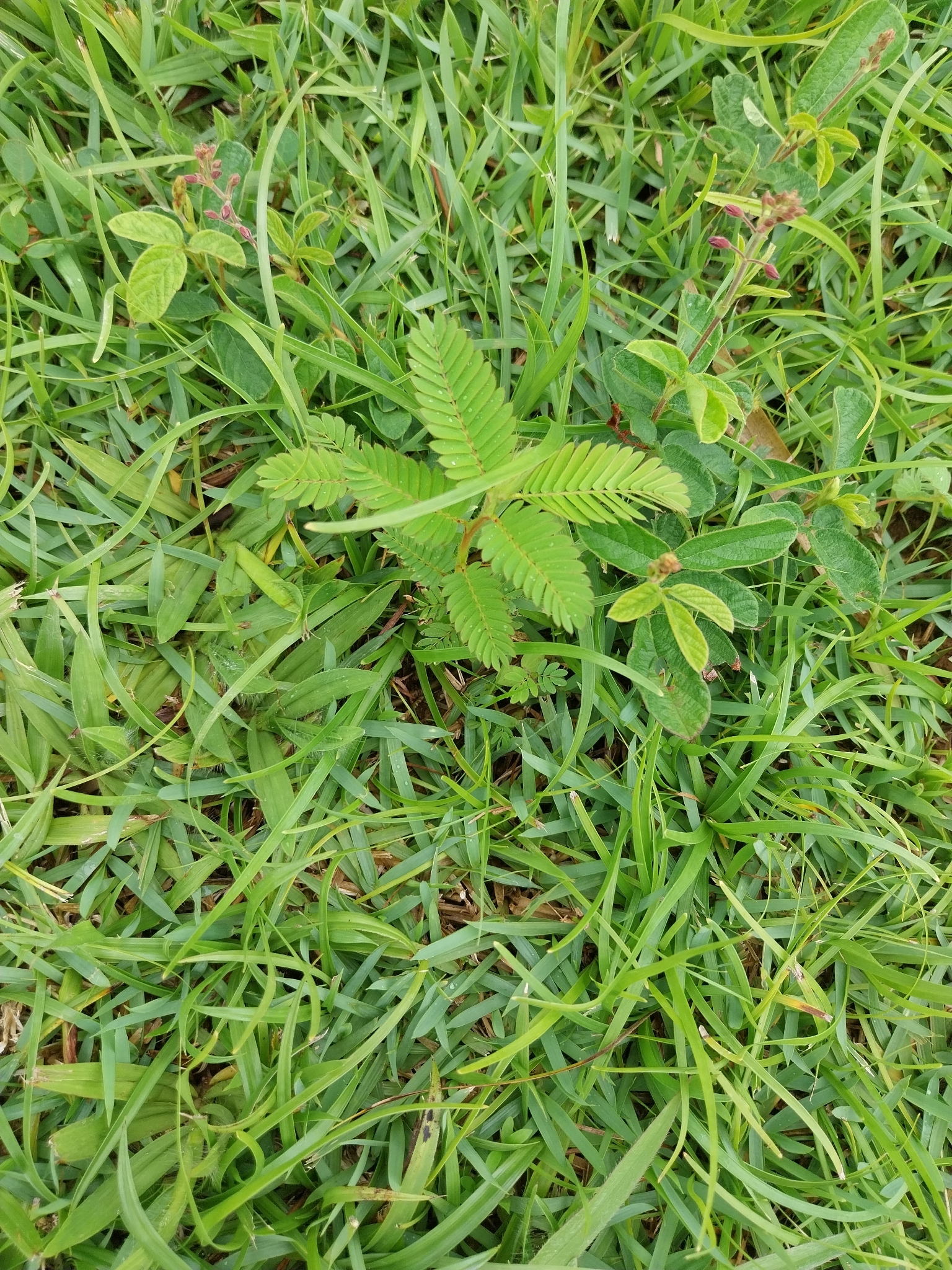 Mimosa pudica