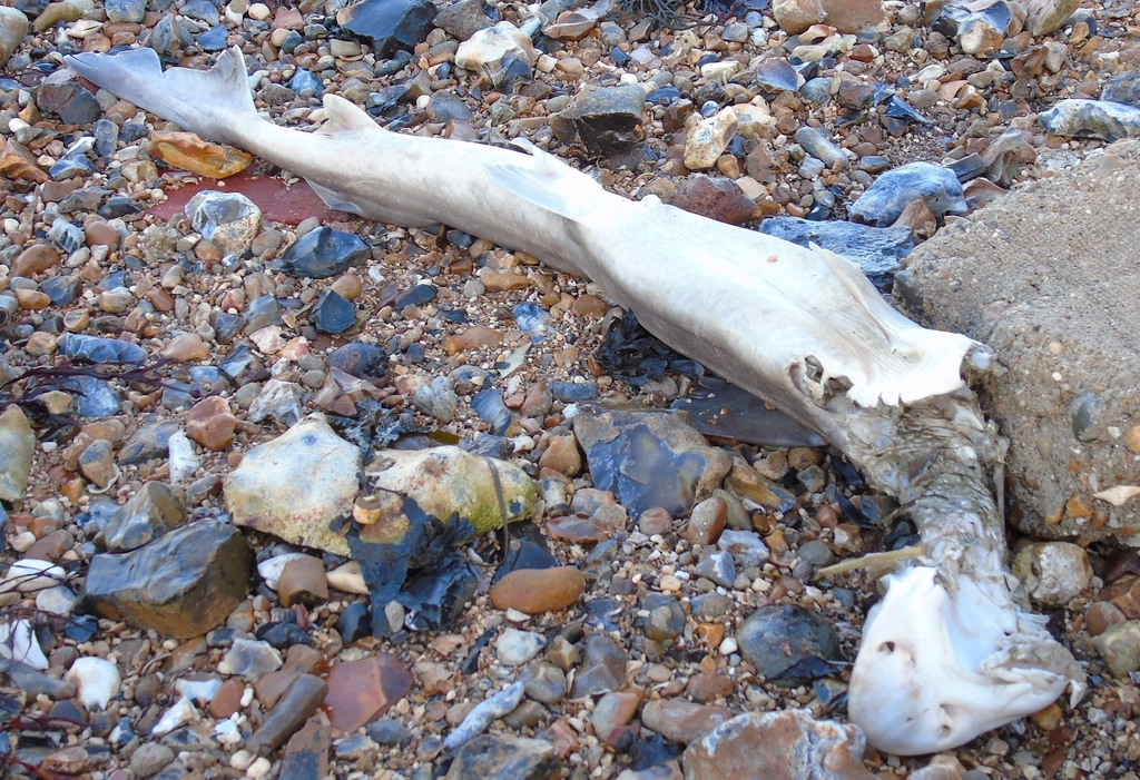 Starry smooth-hound (Mustelus asterias) — Triakidae