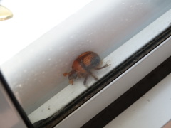 Bolbocerosoma farctum