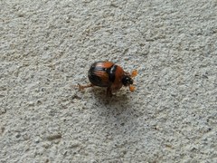 Bolbocerosoma farctum