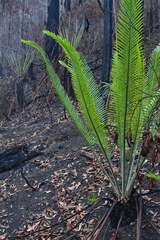 Lepidozamia peroffskyana