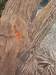 Bocconia arborea