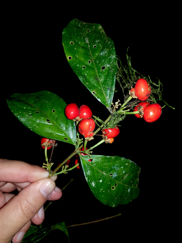 Malpighia albiflora