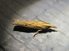 Fissicrambus profanellus