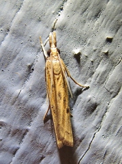 Fissicrambus profanellus